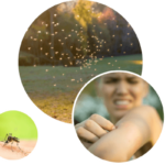Mosquito-treatment-Mosquito-Authority-Dallas-TX.png