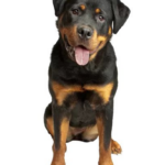 Rottweiler-puppies-for-sale-in-Pennsylvania.png