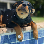 rottweiler-for-sale-near-me.png