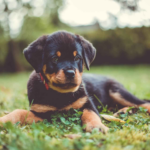 rottweiler-puppies-near-me.png