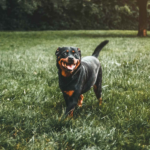 rottweiler-puppy-for-sale-near-me.png