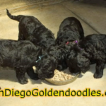 sandiego-Goldendoodle-photo-02.png